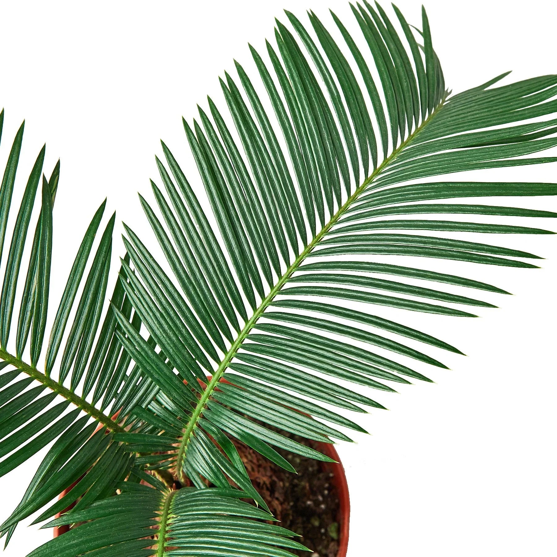 Sago Palm 6" potted plant