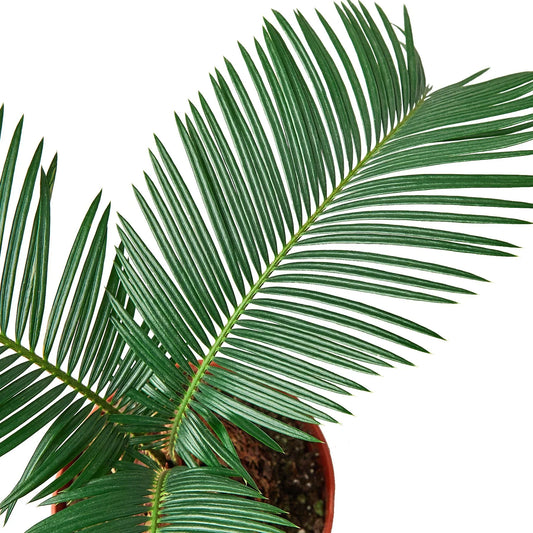 Sago Palm 6" potted plant