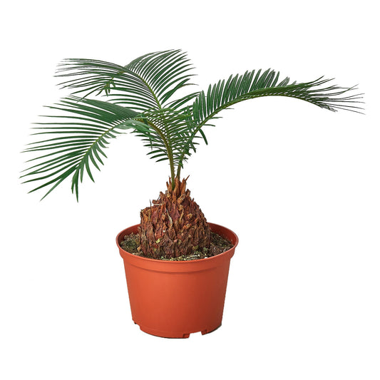 Sago Palm 6" potted plant