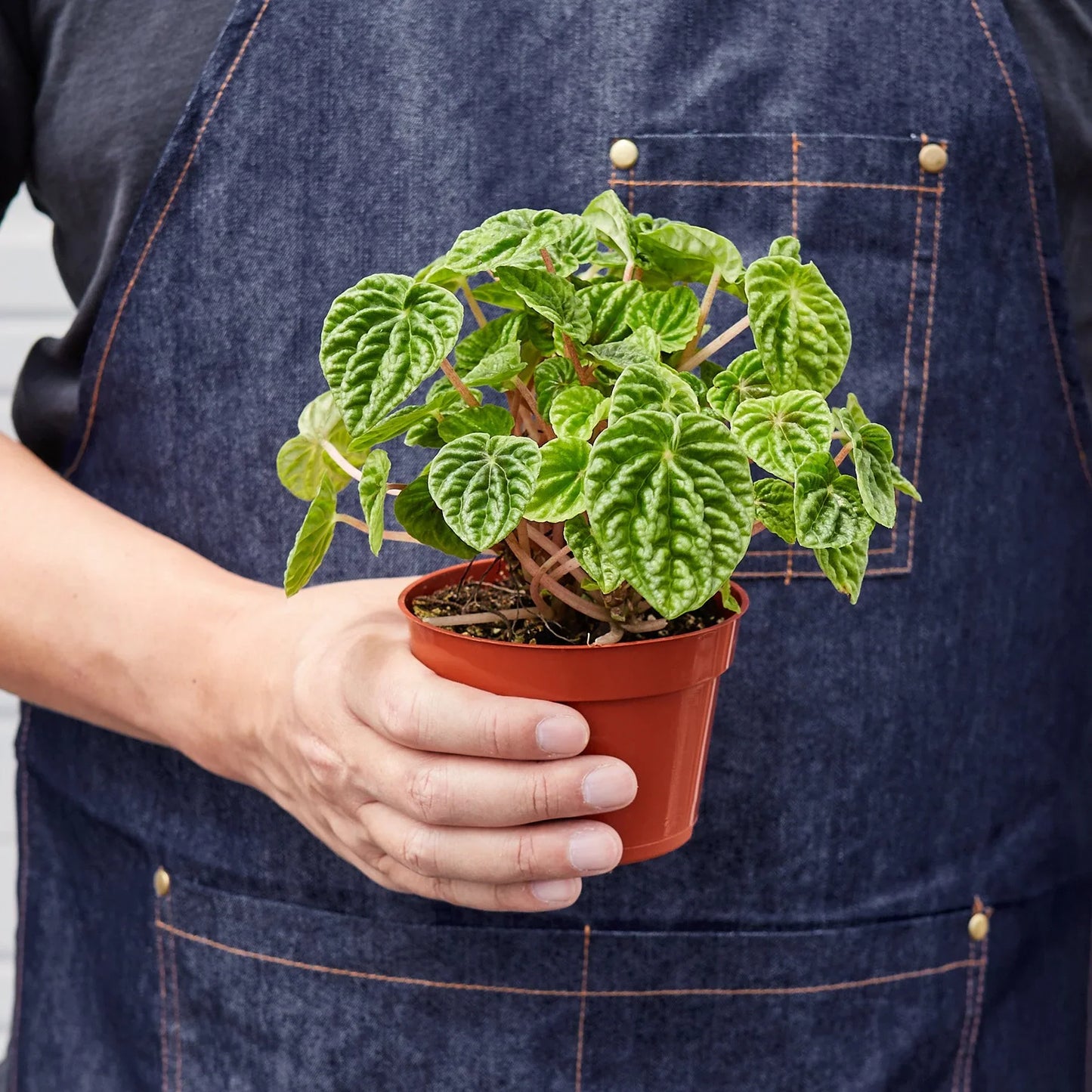 Peperomia 'Ripple' 4" potted plant