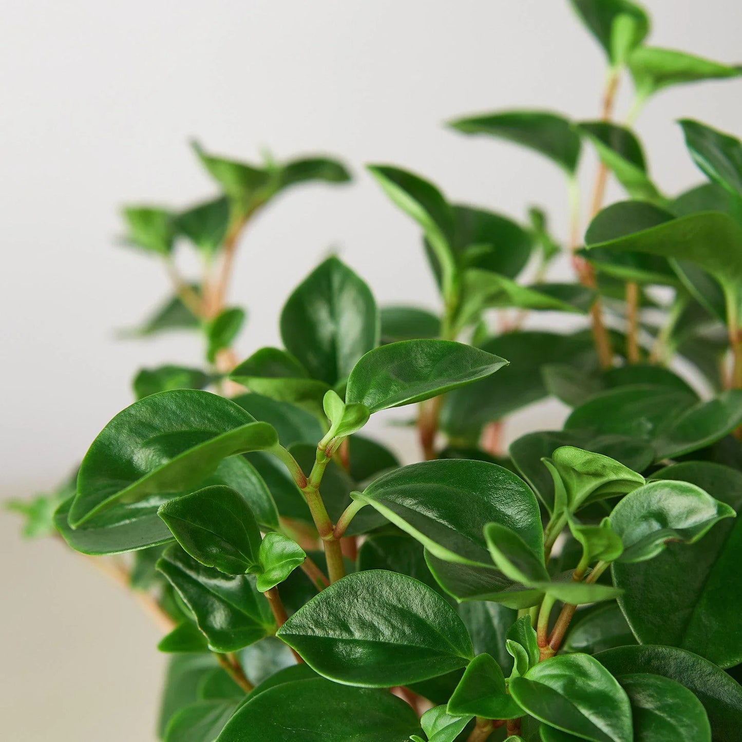 Peperomia 'Glabella' potted plant