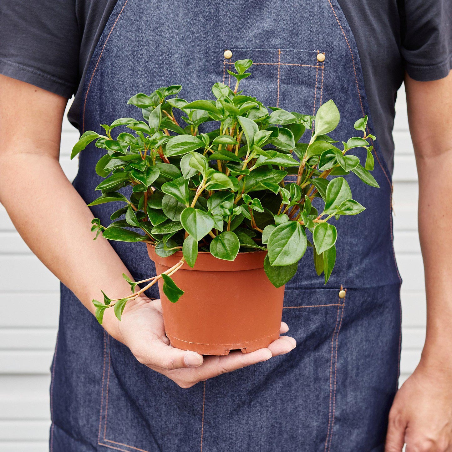 Peperomia 'Glabella' potted plant