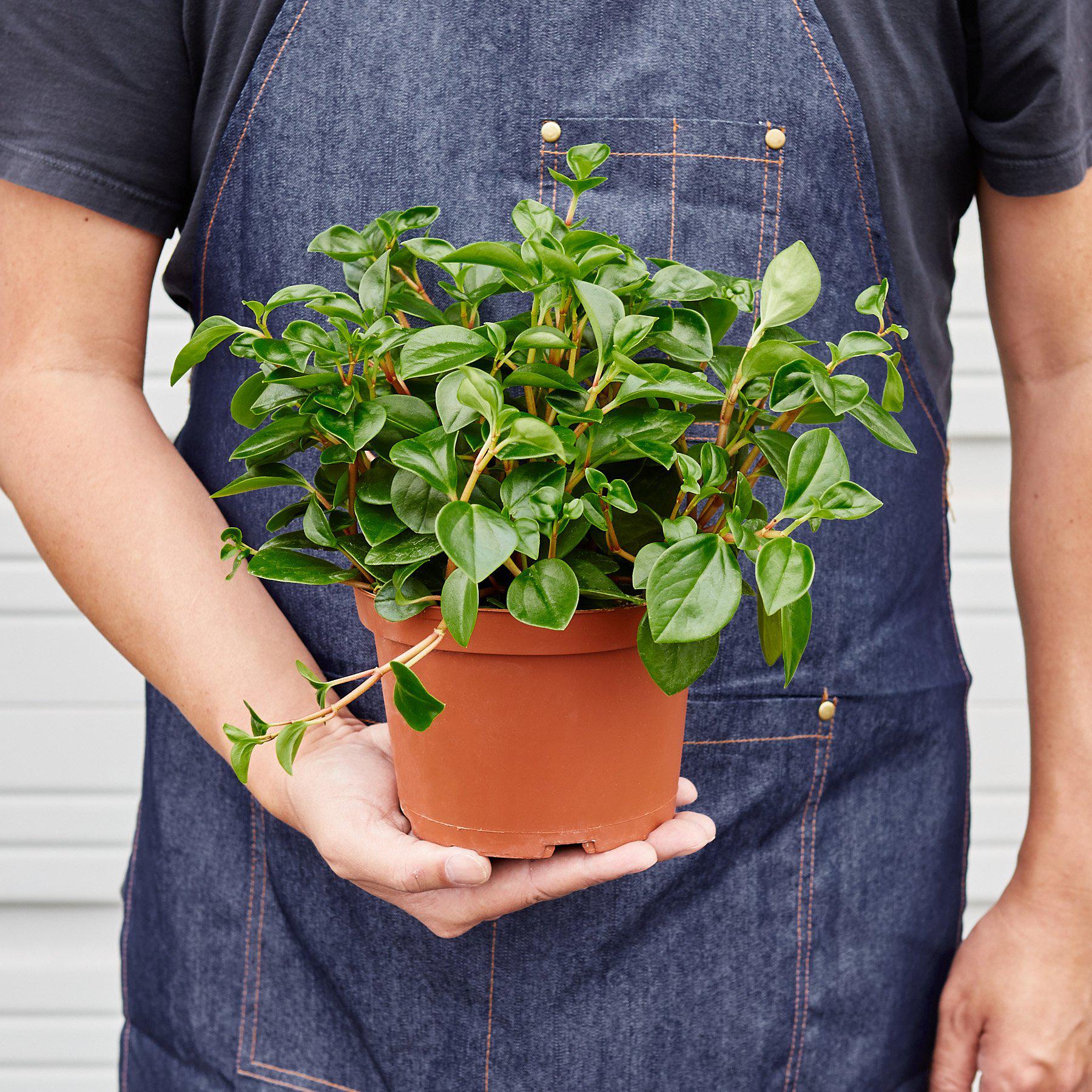 Peperomia 'Glabella' potted plant