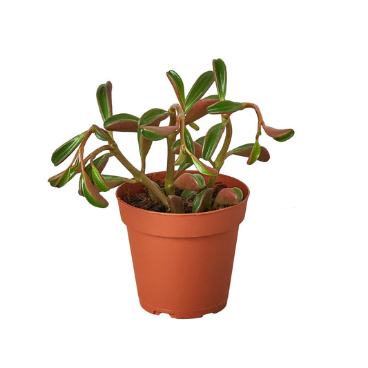 Peperomia 'Ruby Glow' potted plant