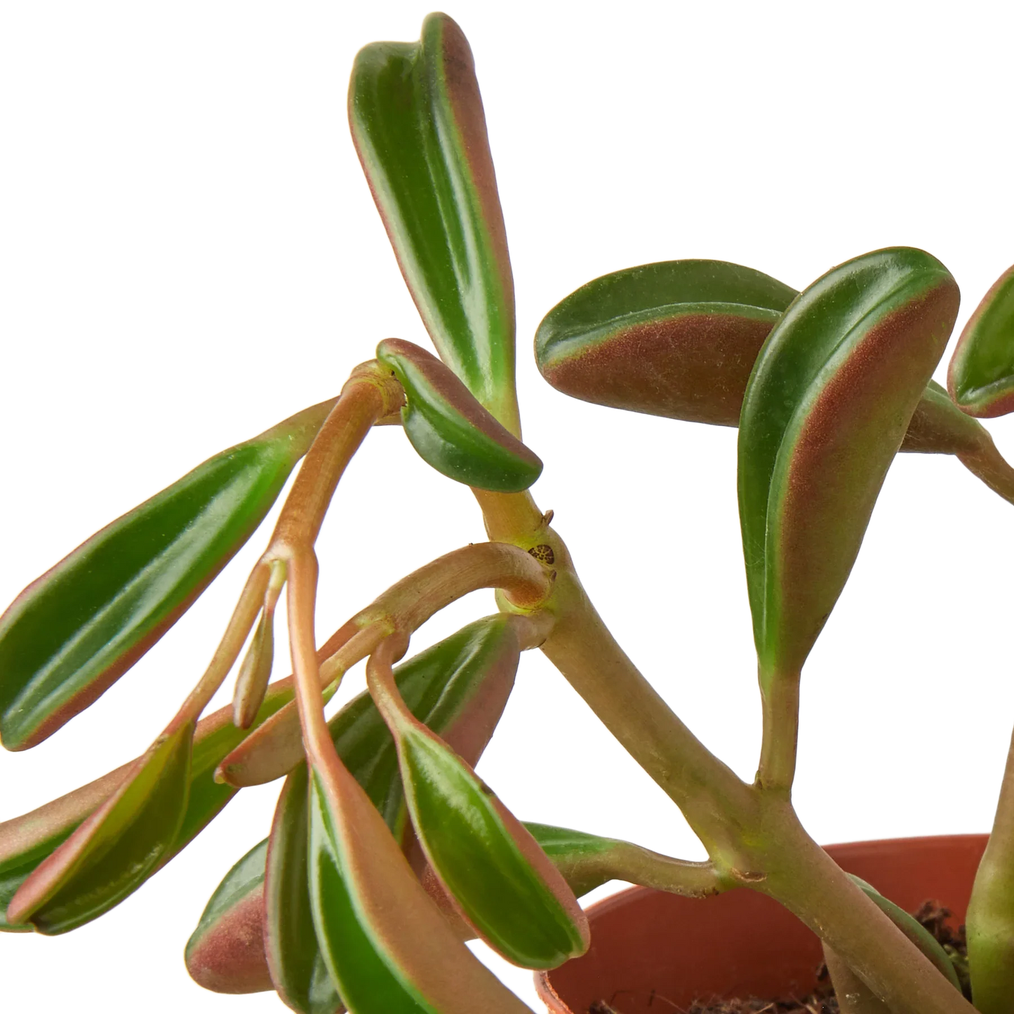 Peperomia 'Ruby Glow' potted plant