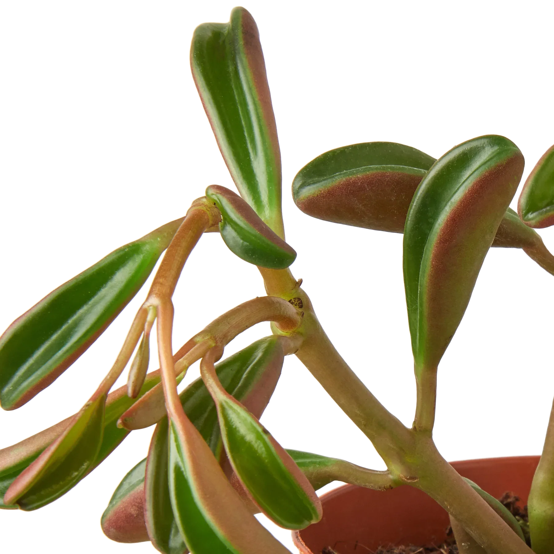 Peperomia 'Ruby Glow' potted plant