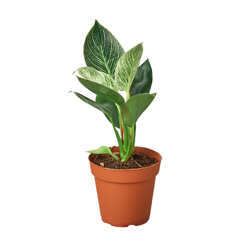 Philodendron 'Birkin' 4" potted plant