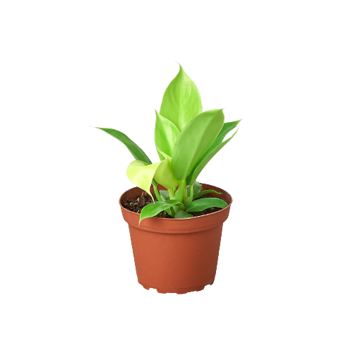 Philodendron 'Moonlight' 6" potted plant