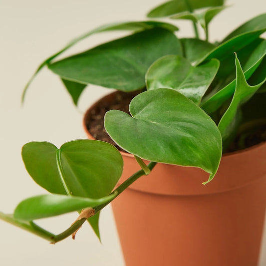 Philodendron Cordatum Heartleaf potted plant