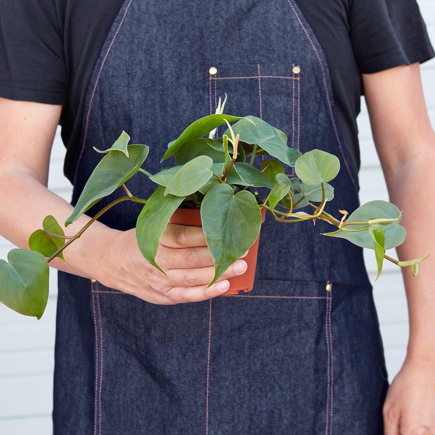 Philodendron Cordatum Heartleaf potted plant