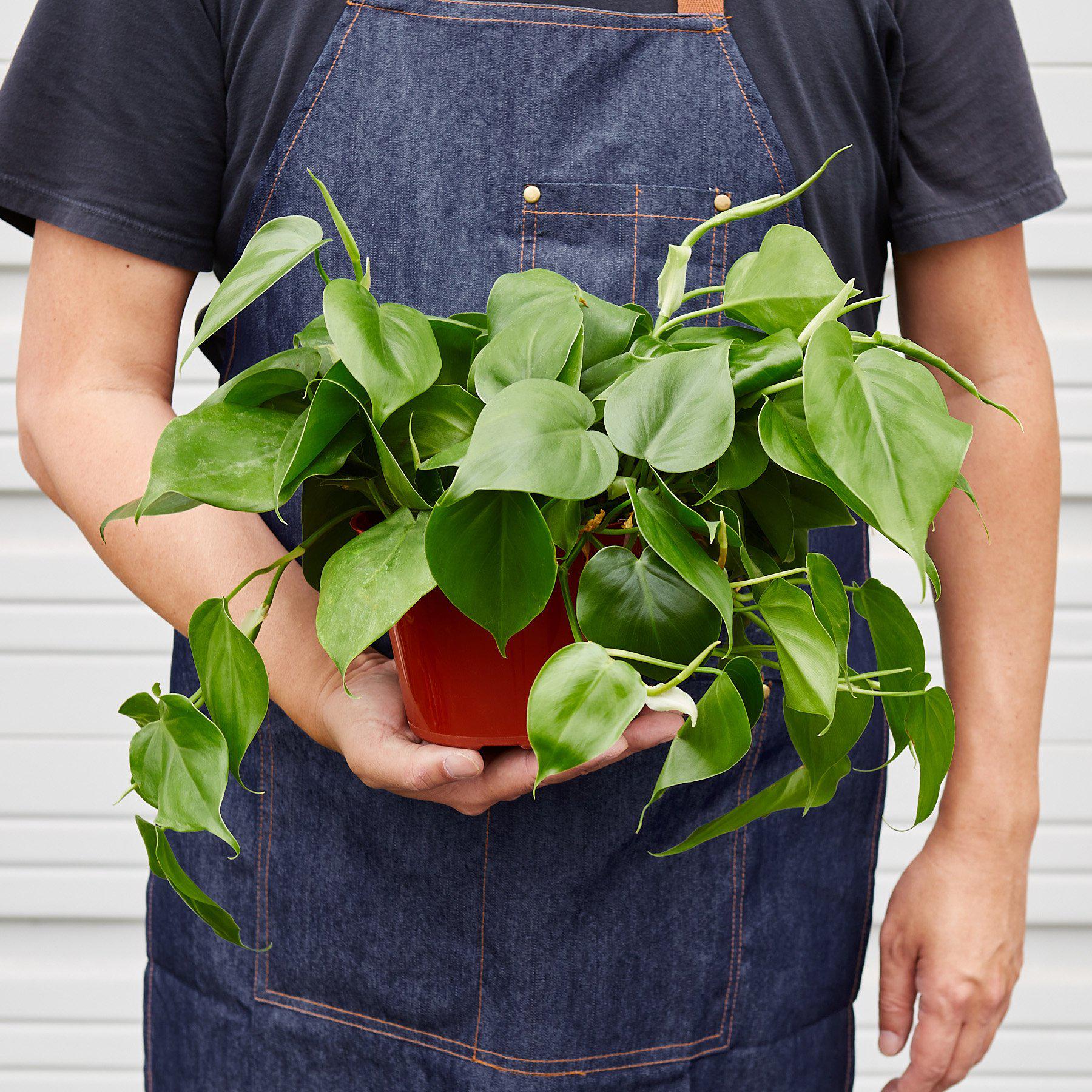Philodendron Cordatum Heartleaf potted plant