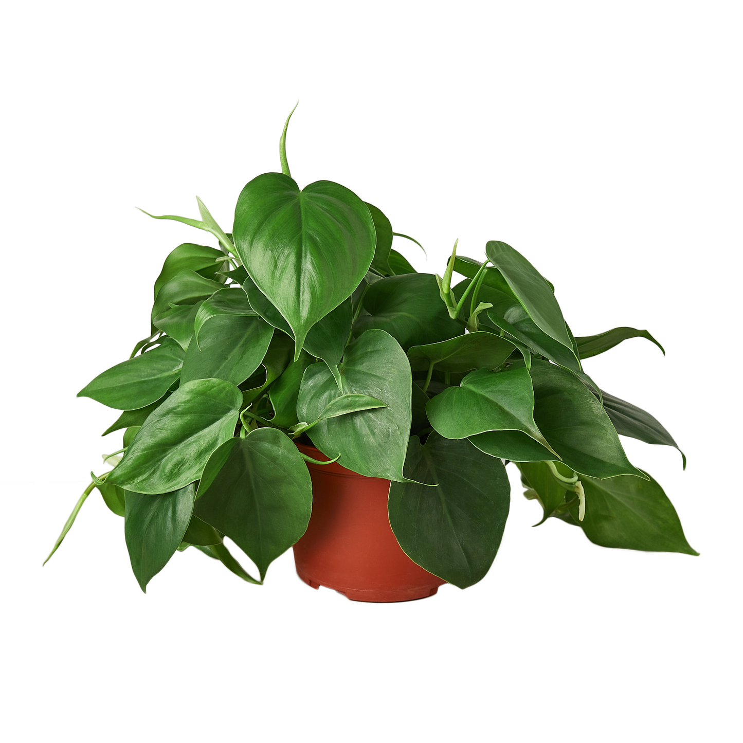 Philodendron Cordatum Heartleaf potted plant