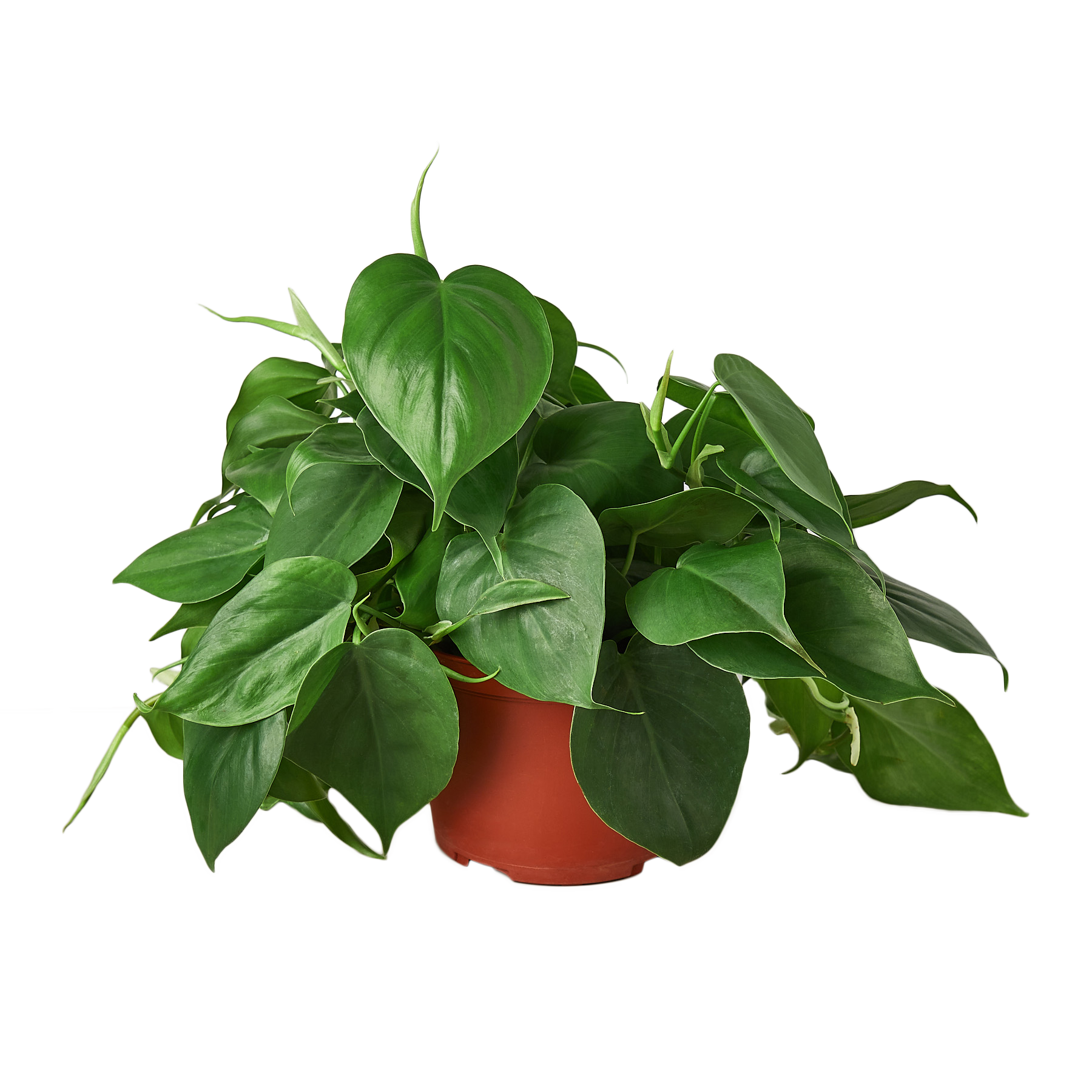 Philodendron Cordatum Heartleaf potted plant