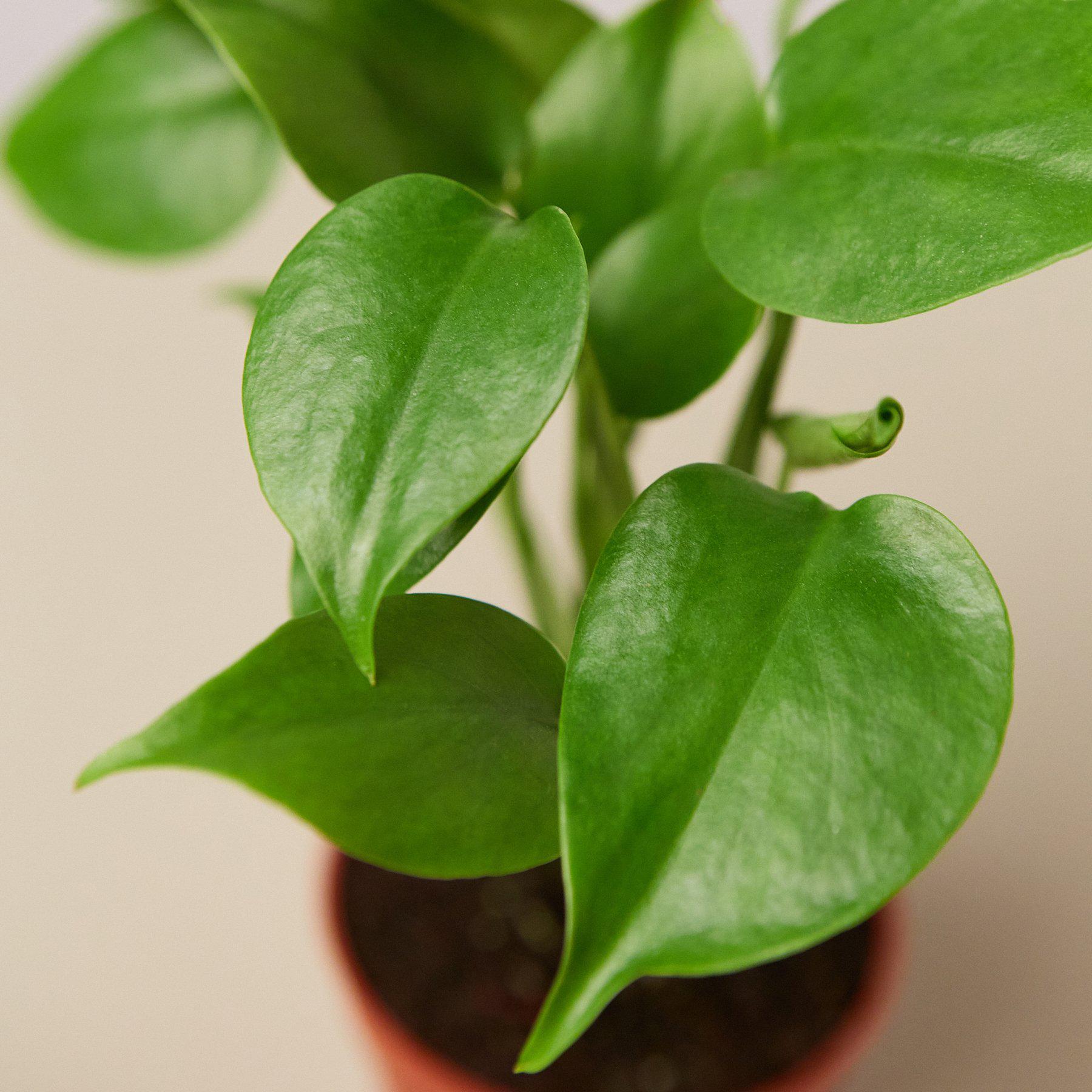 Monstera 'Split-Leaf' potted plant
