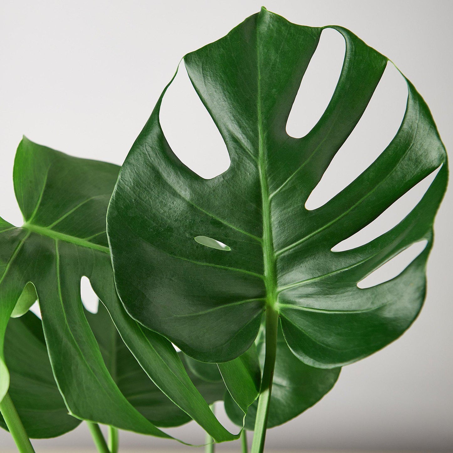 Monstera 'Split-Leaf' potted plant