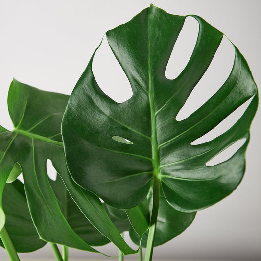 Monstera 'Split-Leaf' potted plant