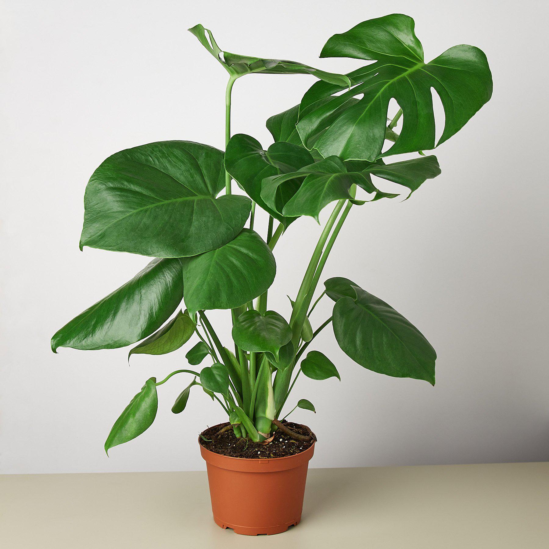 Monstera 'Split-Leaf' potted plant