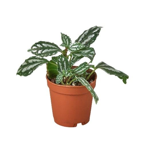Pilea 'Aluminum' 4" potted plant