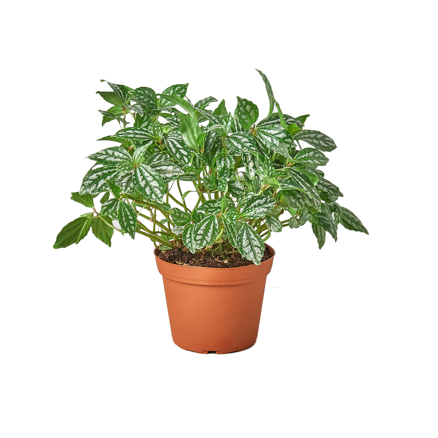 Pilea 'Aluminum' 6" potted plant