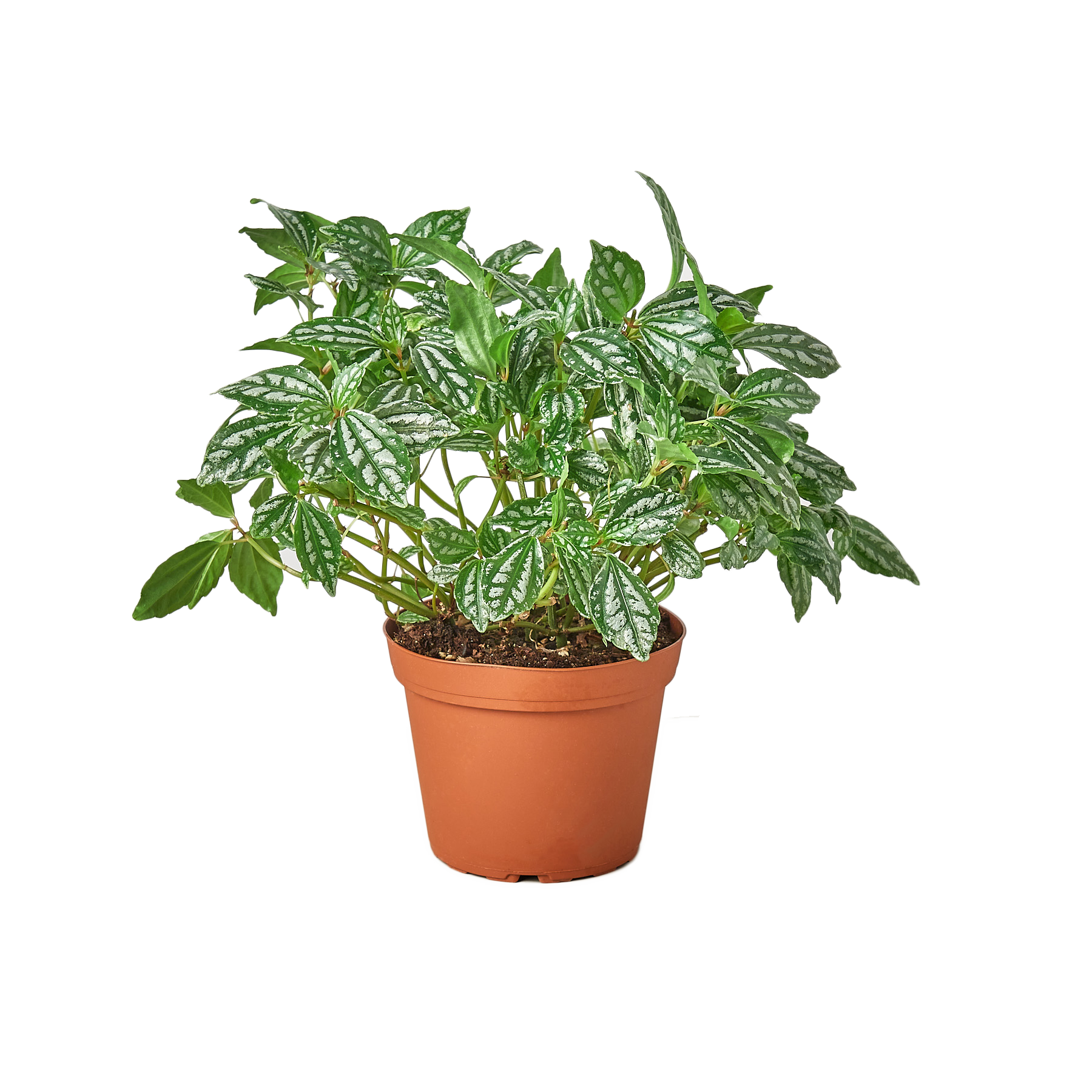 Pilea 'Aluminum' 6" potted plant