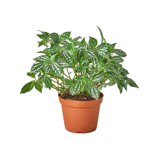Pilea 'Aluminum' 6" potted plant
