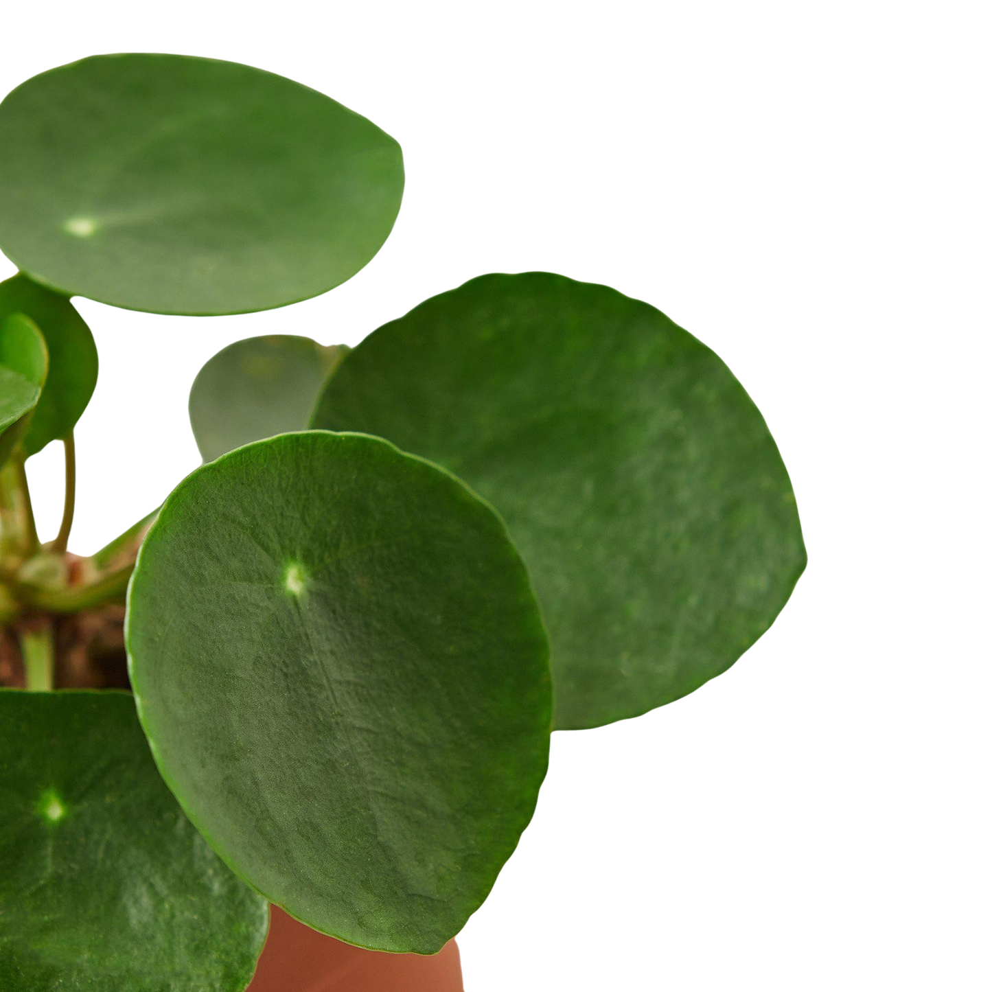 Pilea Peperomioides 'Chinese Money' potted plant