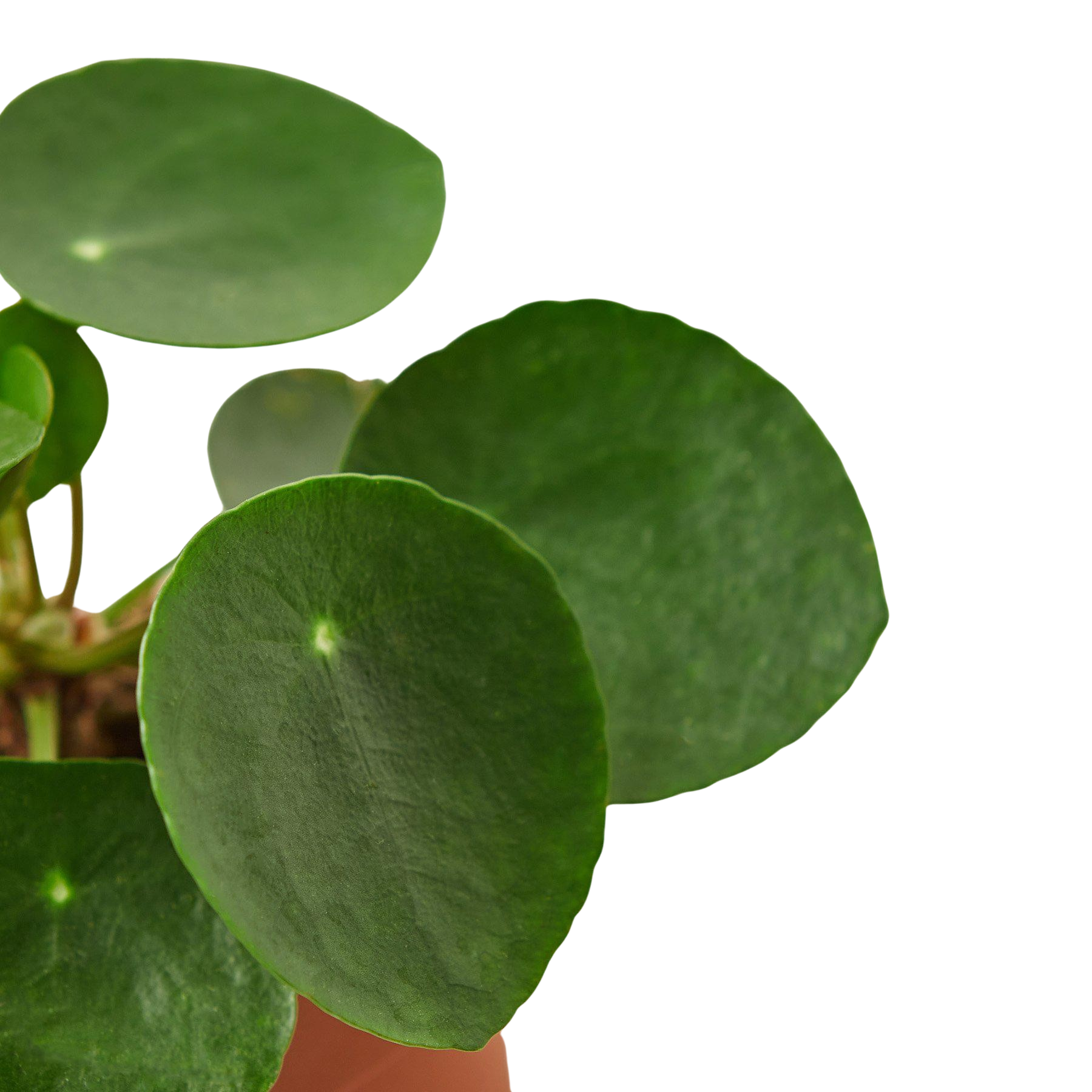 Pilea Peperomioides 'Chinese Money' potted plant