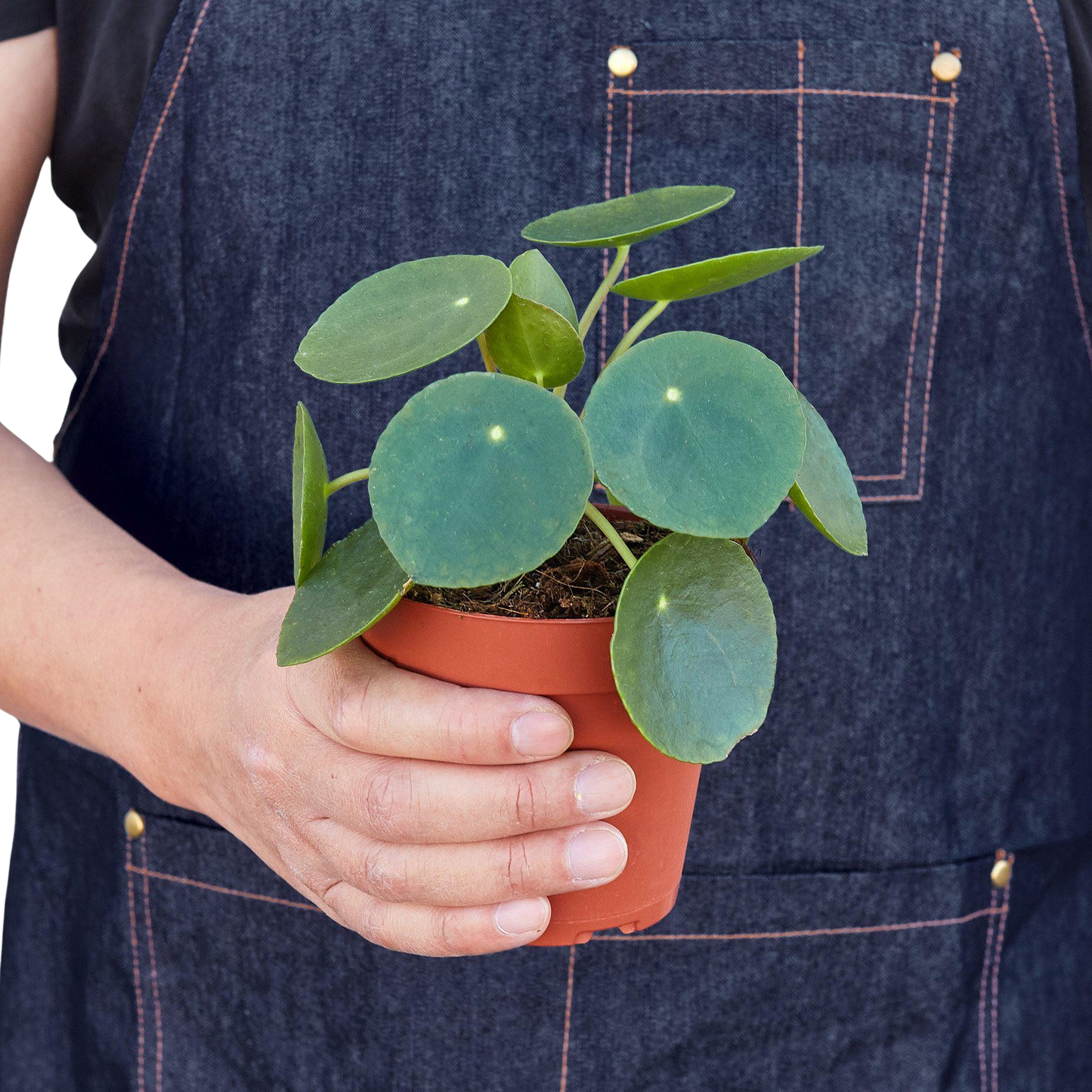 Pilea Peperomioides 'Chinese Money' potted plant
