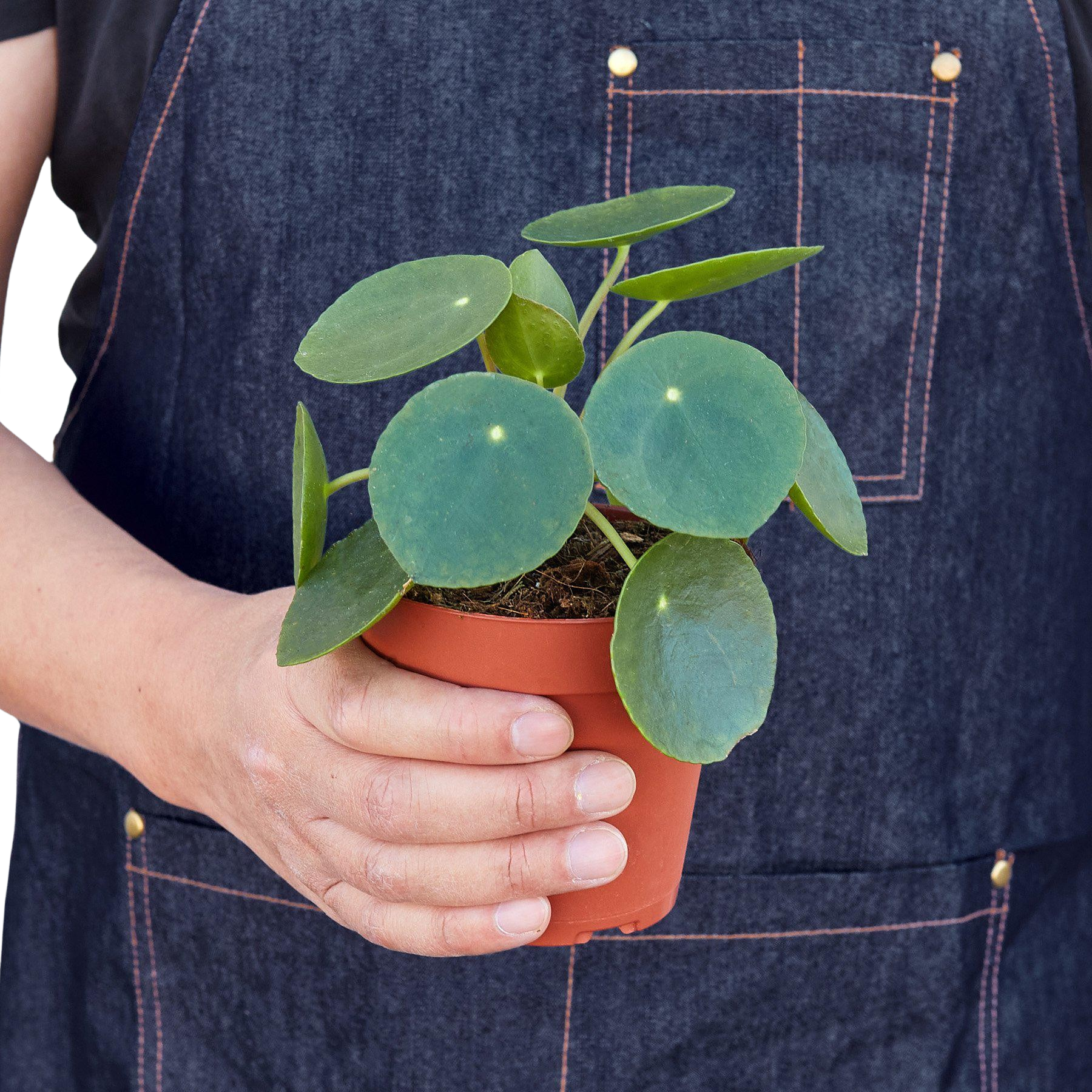 Pilea Peperomioides 'Chinese Money' potted plant