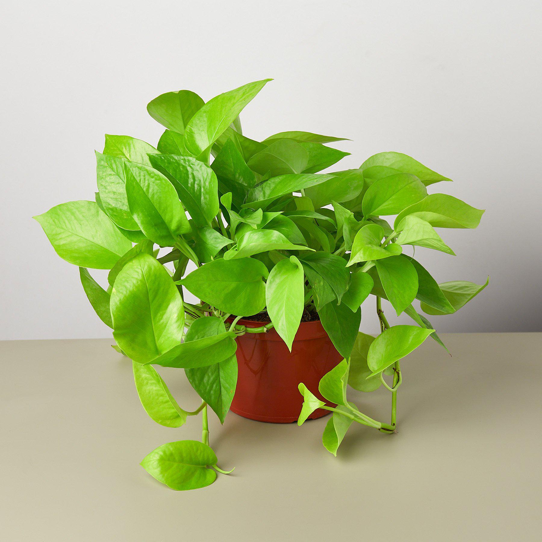 Pothos 'Neon' potted plant
