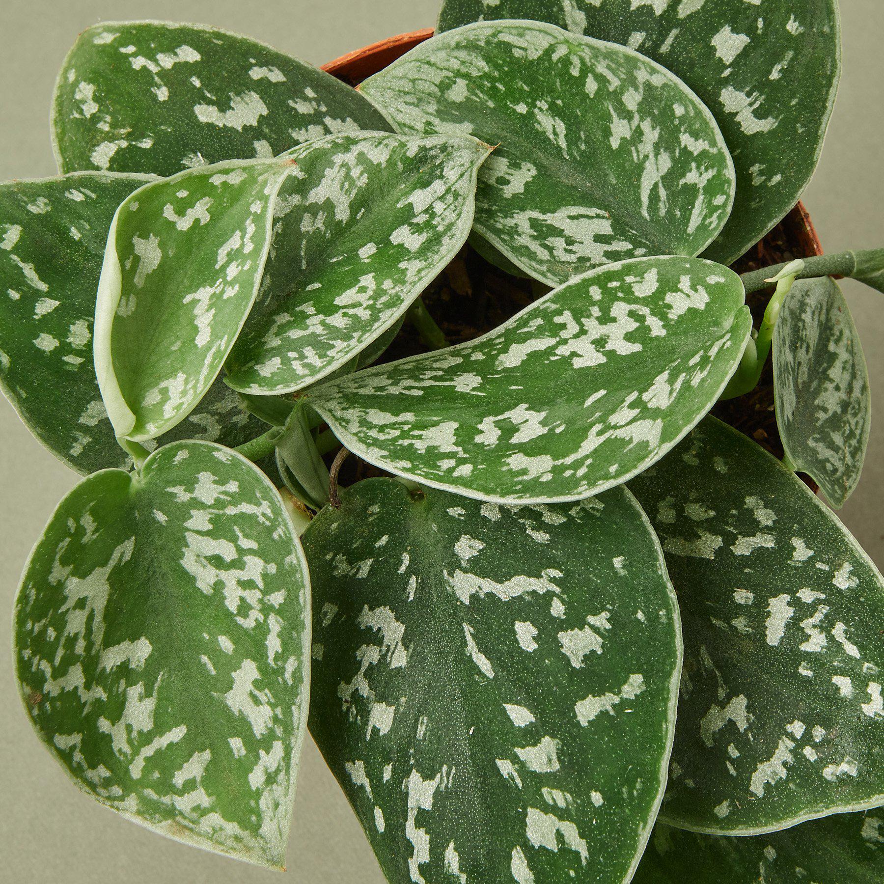 Pothos 'Satin' potted plant
