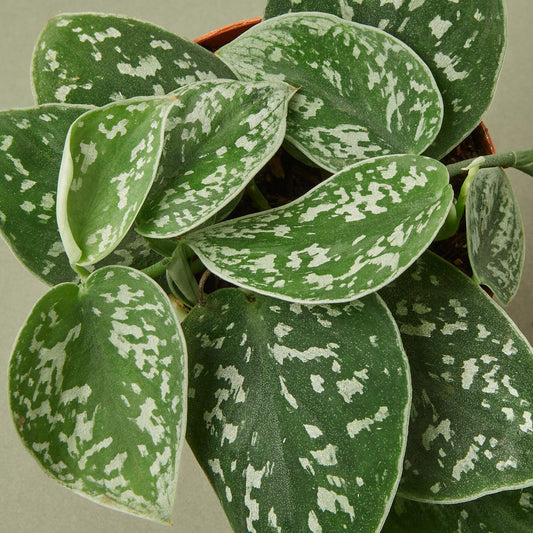 Pothos 'Satin' potted plant