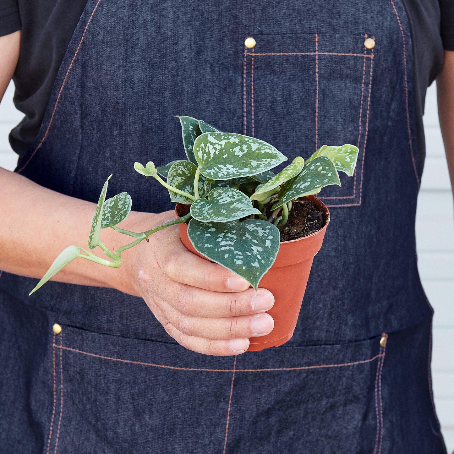 Pothos 'Satin' potted plant