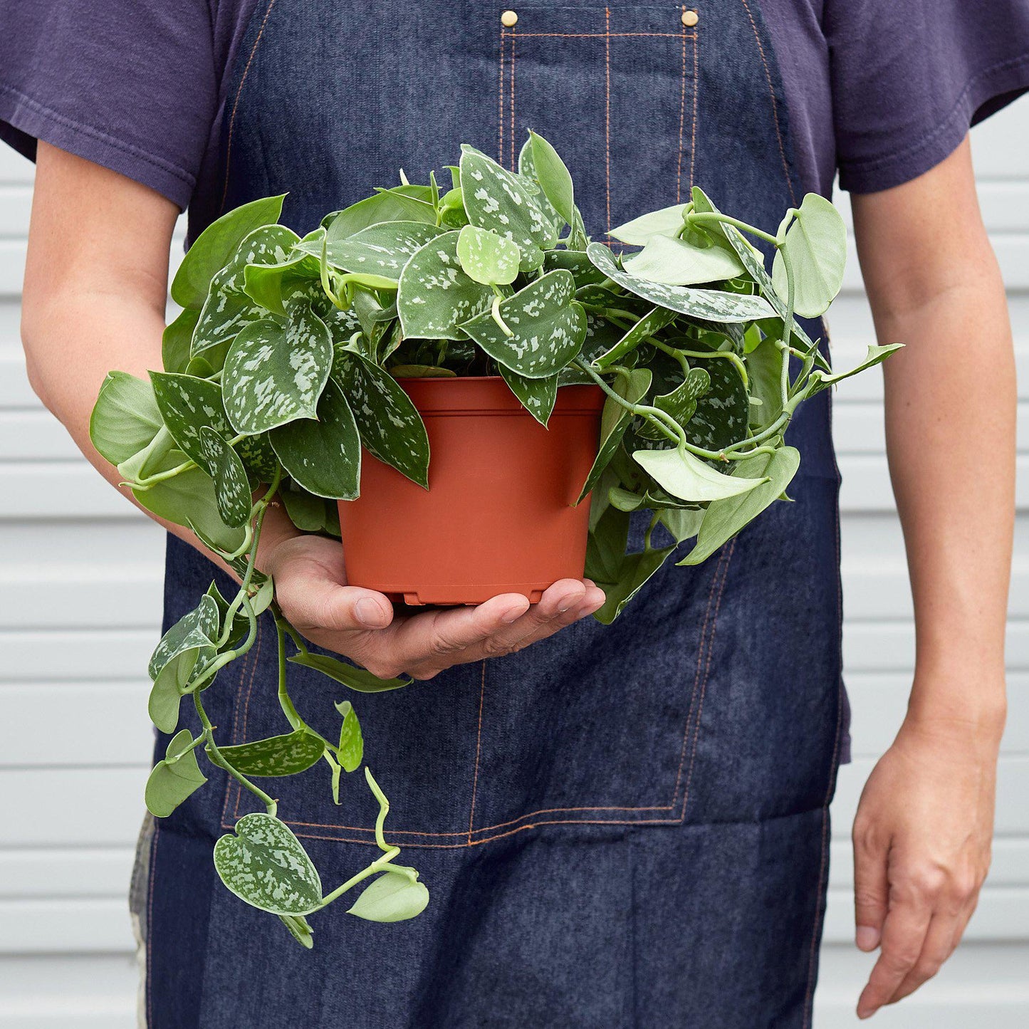 Pothos 'Satin' potted plant