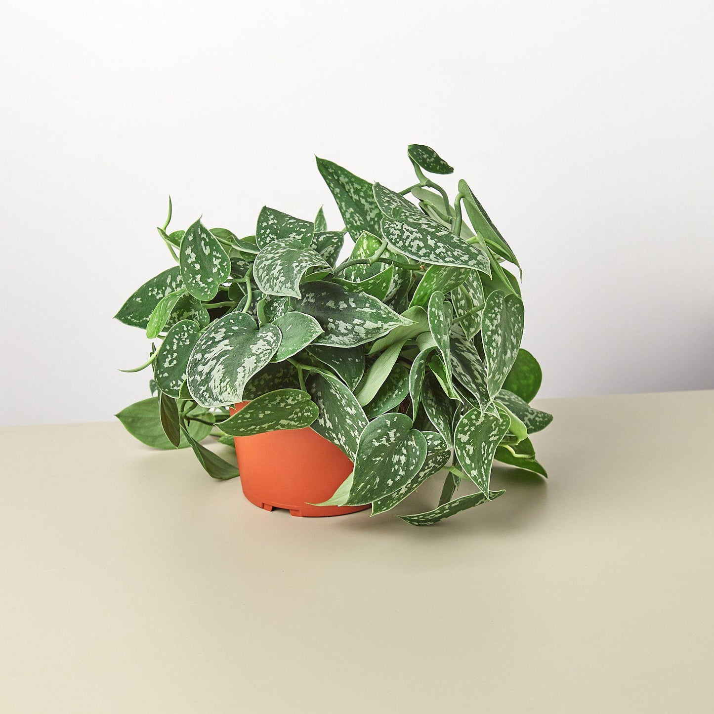 Pothos 'Satin' potted plant