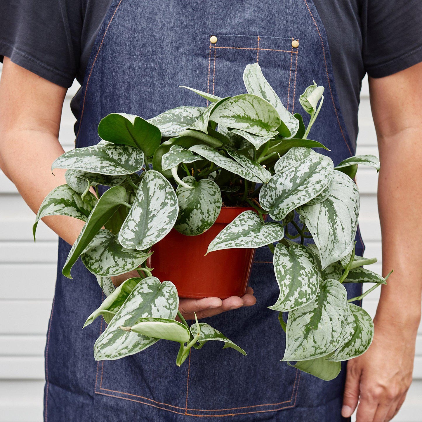 Pothos 'Silver Splash' potted plant