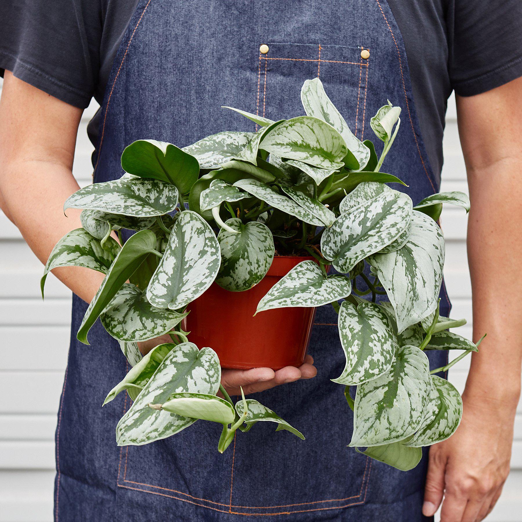 Pothos 'Silver Splash' potted plant