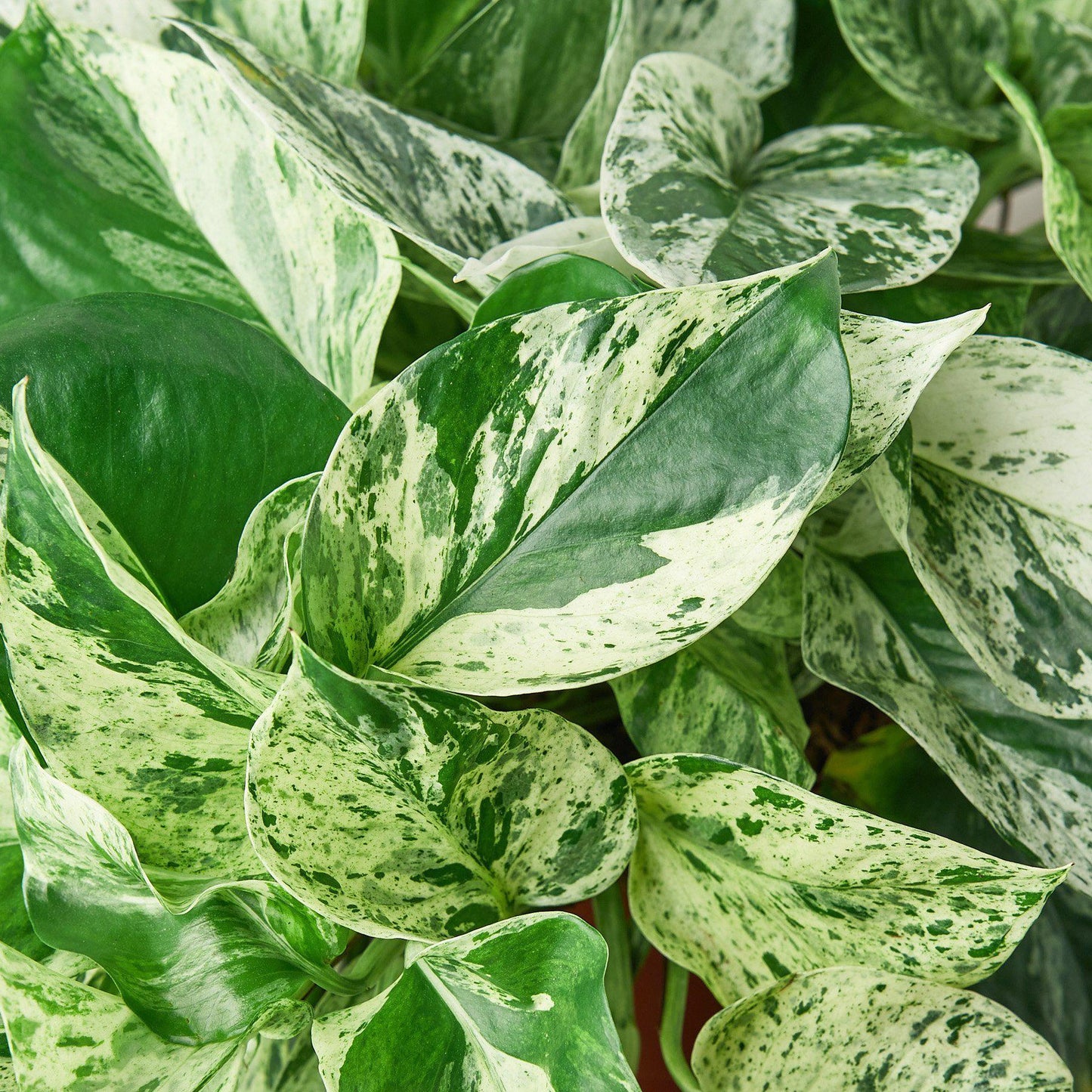 Pothos 'Marble Queen' potted plant