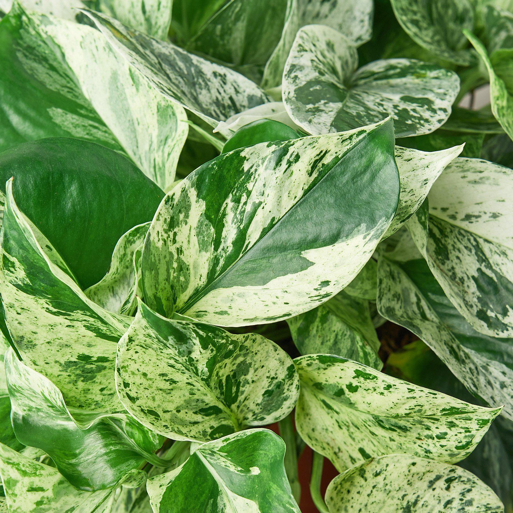 Pothos 'Marble Queen' potted plant
