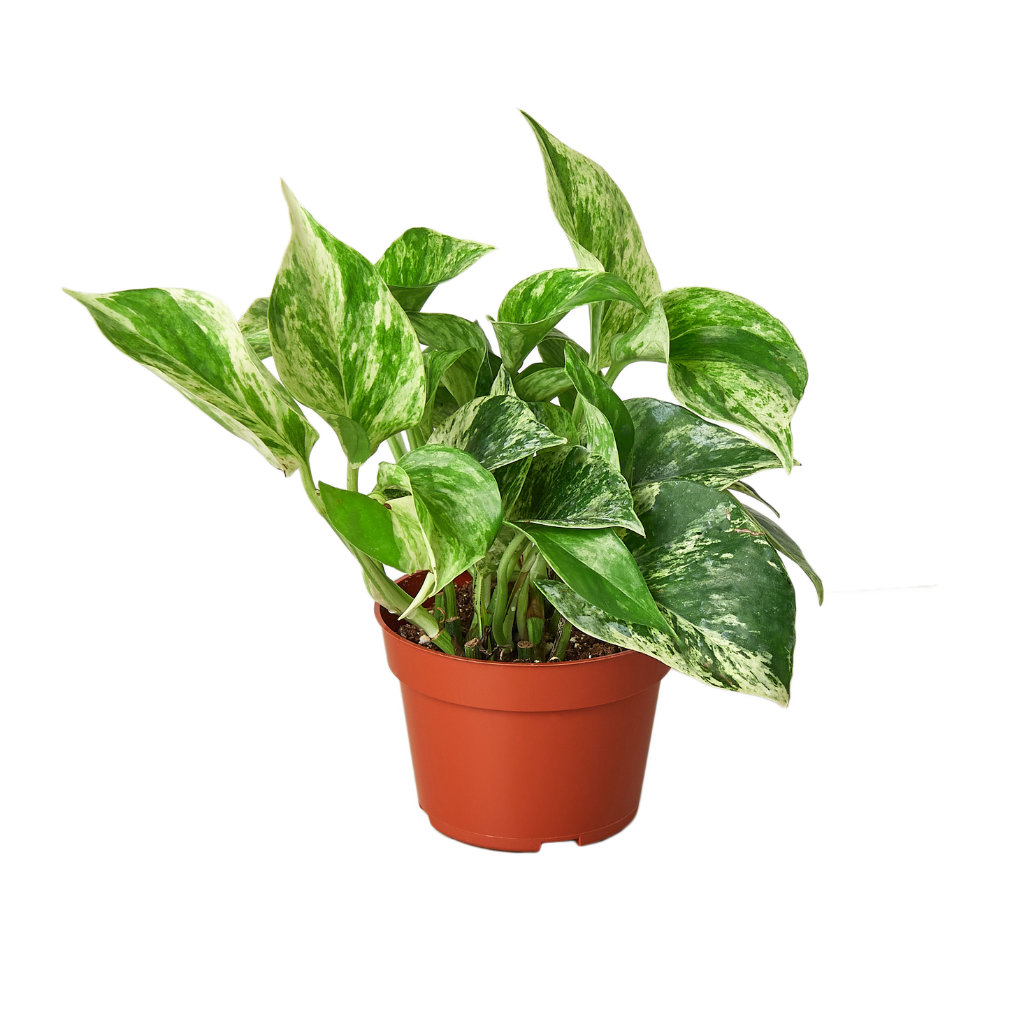 Pothos 'Marble Queen' potted plant