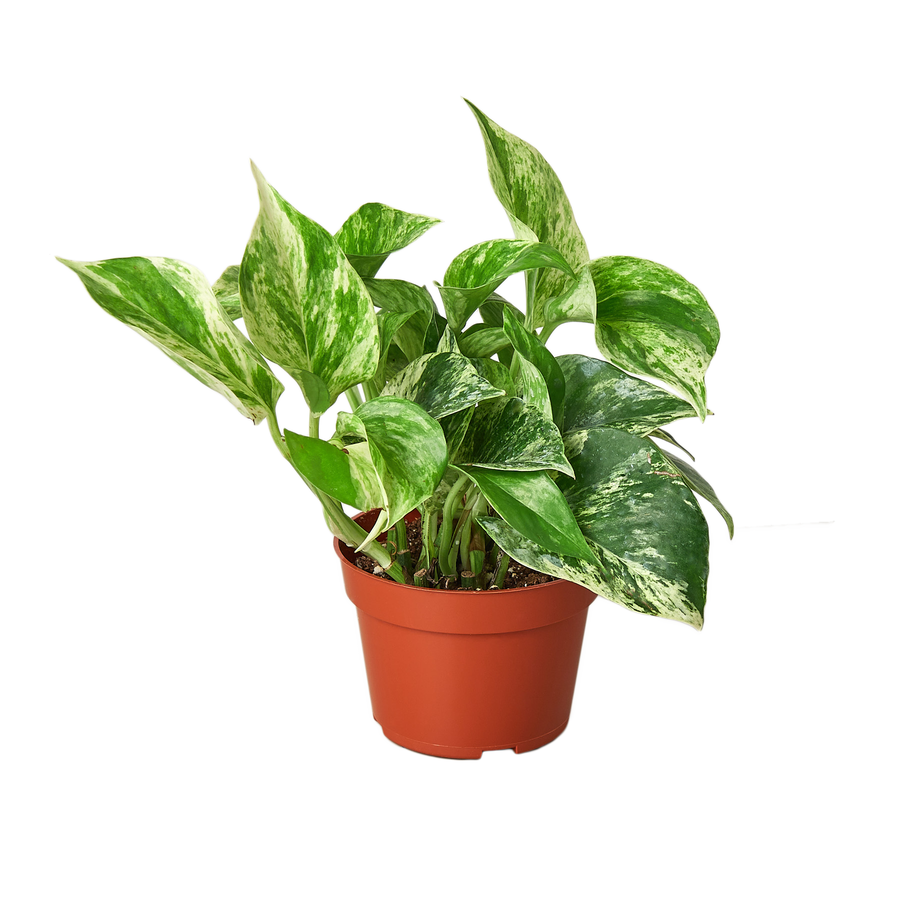 Pothos 'Marble Queen' potted plant