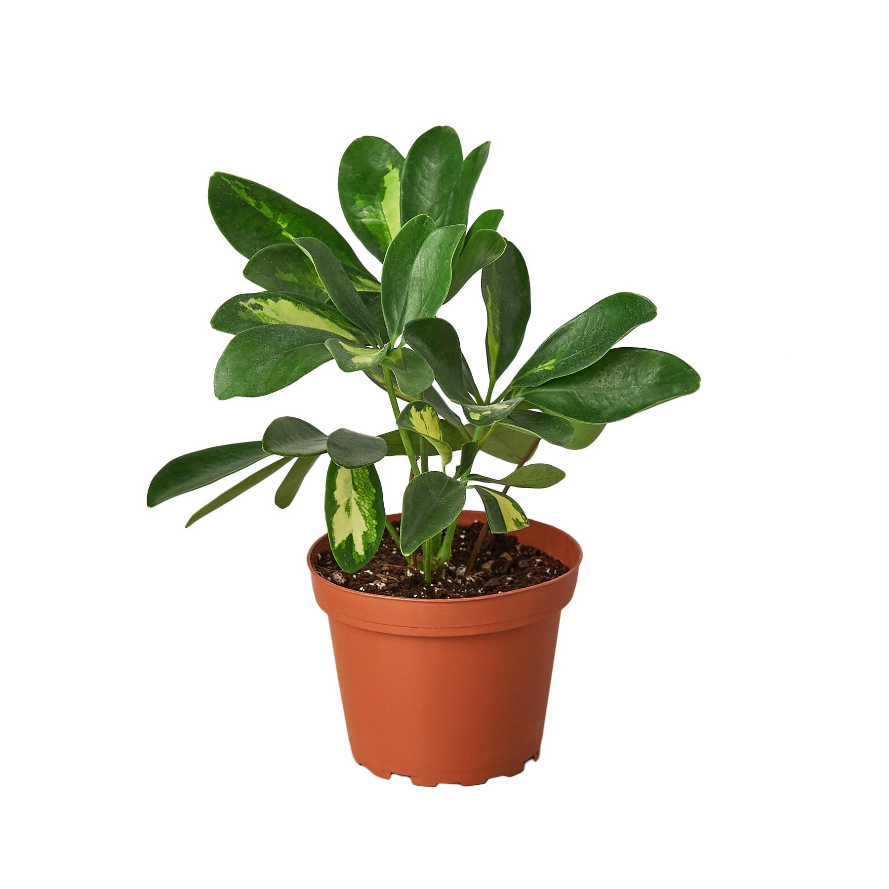 Schefflera Variegated potted plant