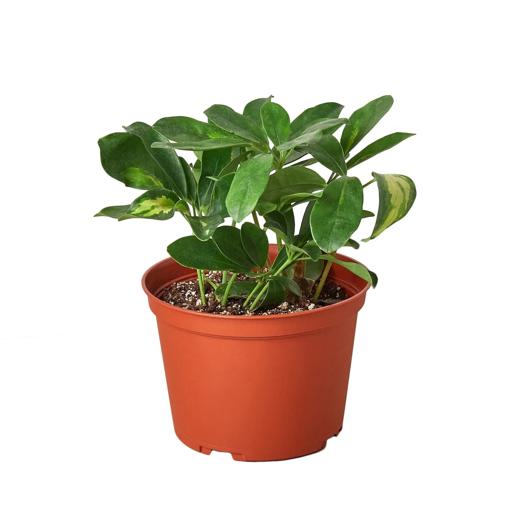 Schefflera Variegated potted plant