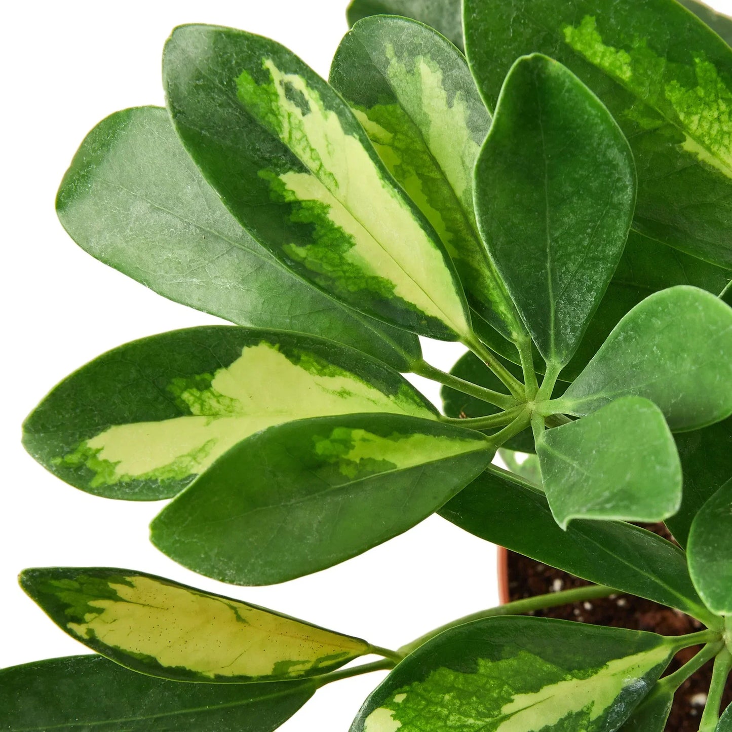 Schefflera Variegated potted plant