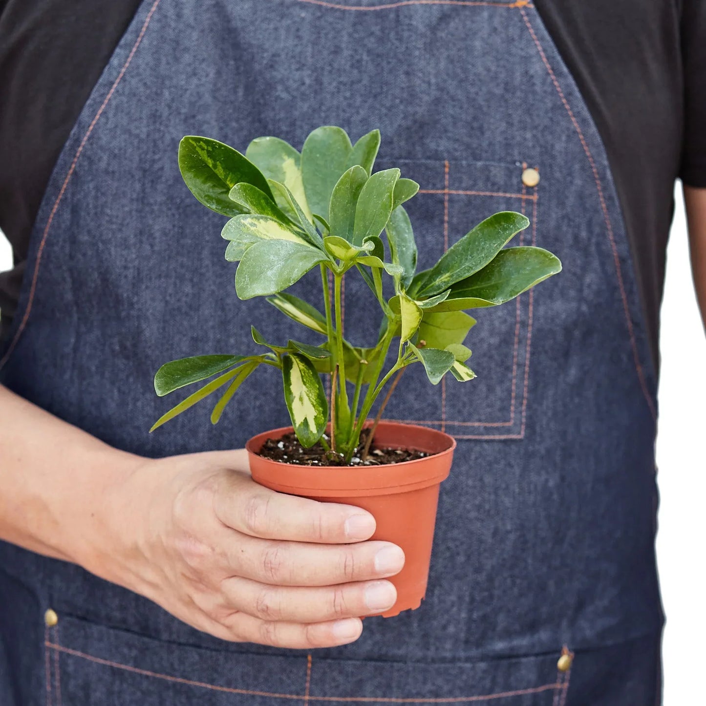 Schefflera Variegated potted plant