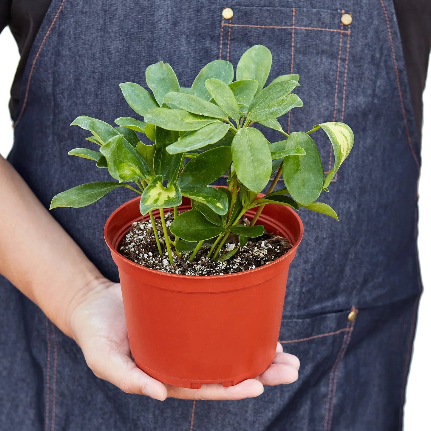 Schefflera Variegated potted plant