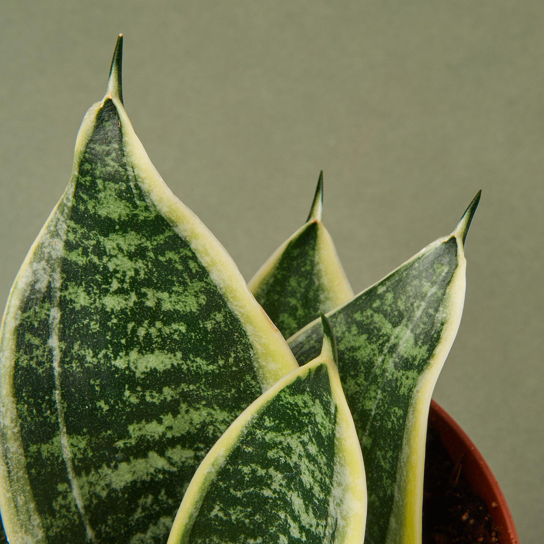 Snake Plant Laurentii Dwarf potted plant