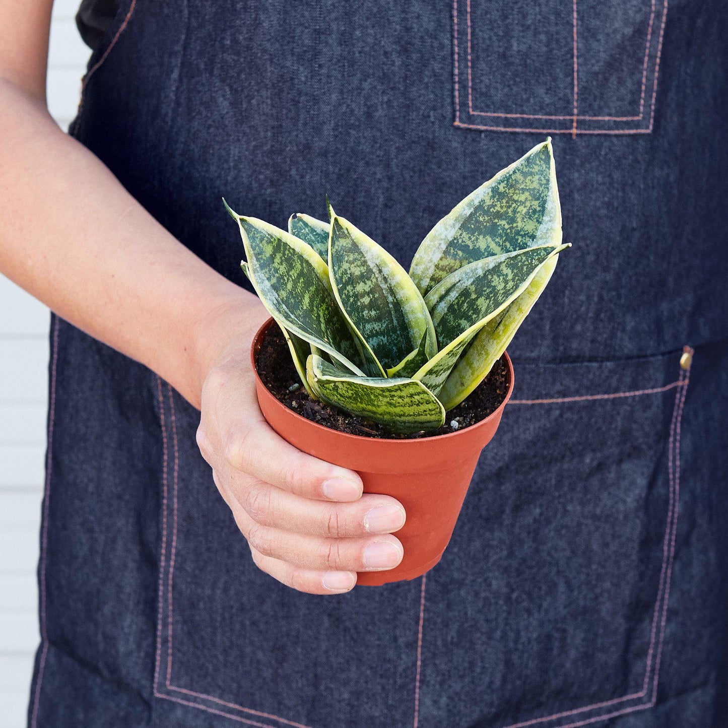 Snake Plant Laurentii Dwarf potted plant