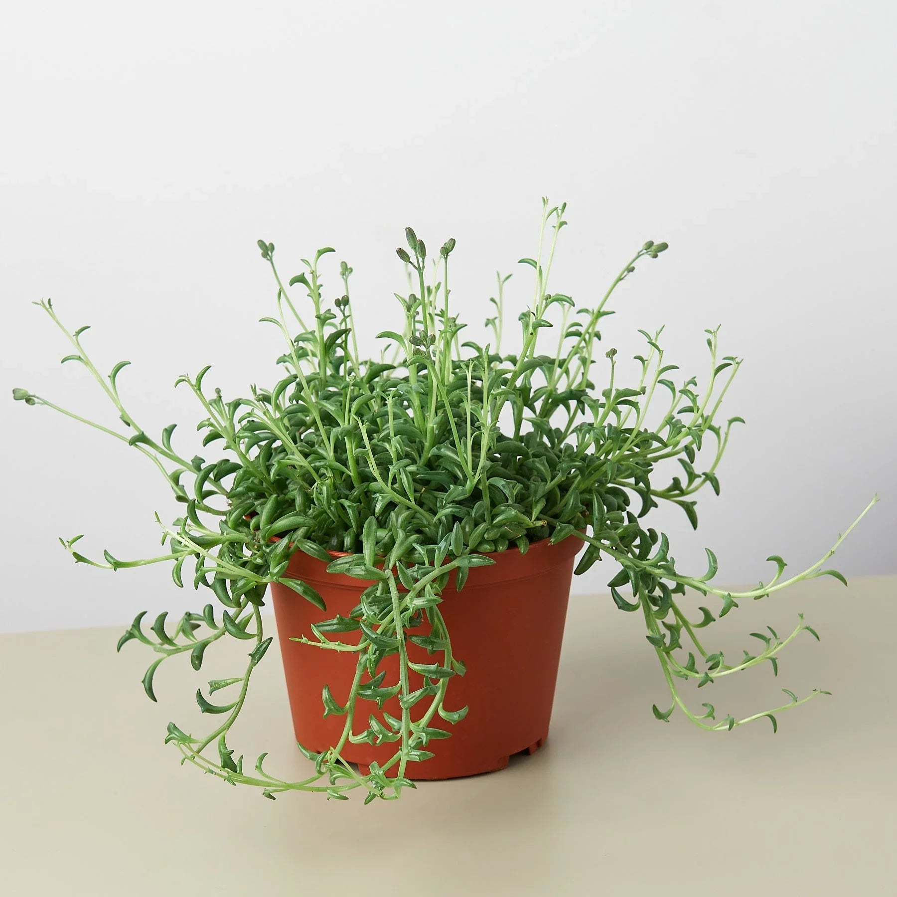 Succulent 'String of Dolphins' potted plant