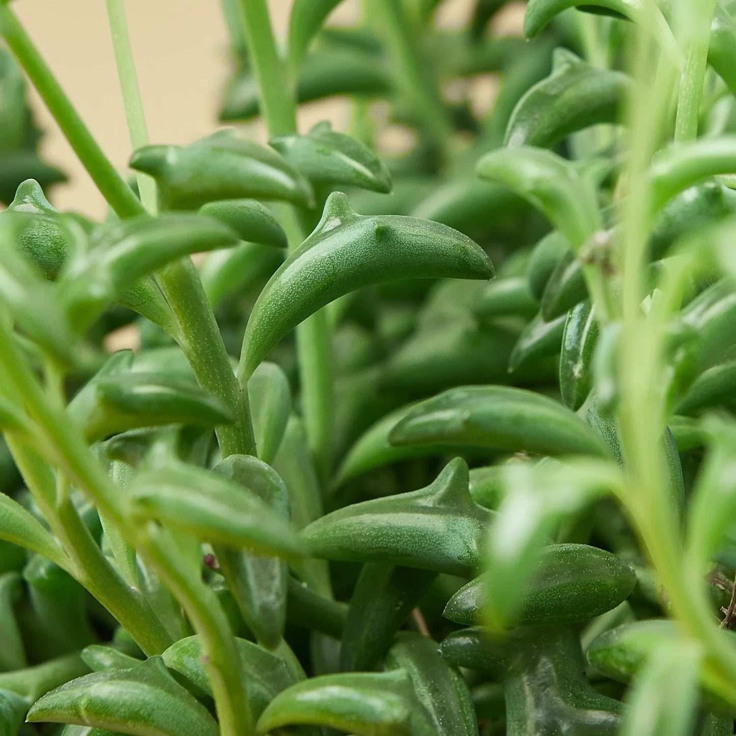 Succulent 'String of Dolphins' potted plant
